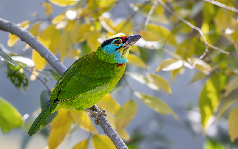 Annam Barbet (Psilopogon annamensis) at Da Lat Birding Trails - Southern Vietnam. Photo by: Phuc Le - Vietnam Bird Photography Tours - Vietbirdphototours.com